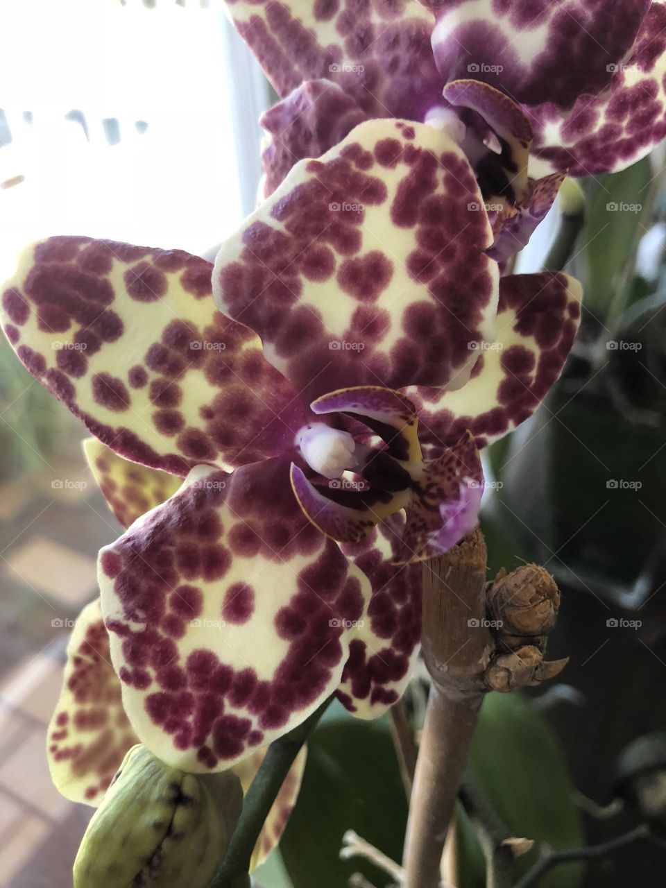 Orchid