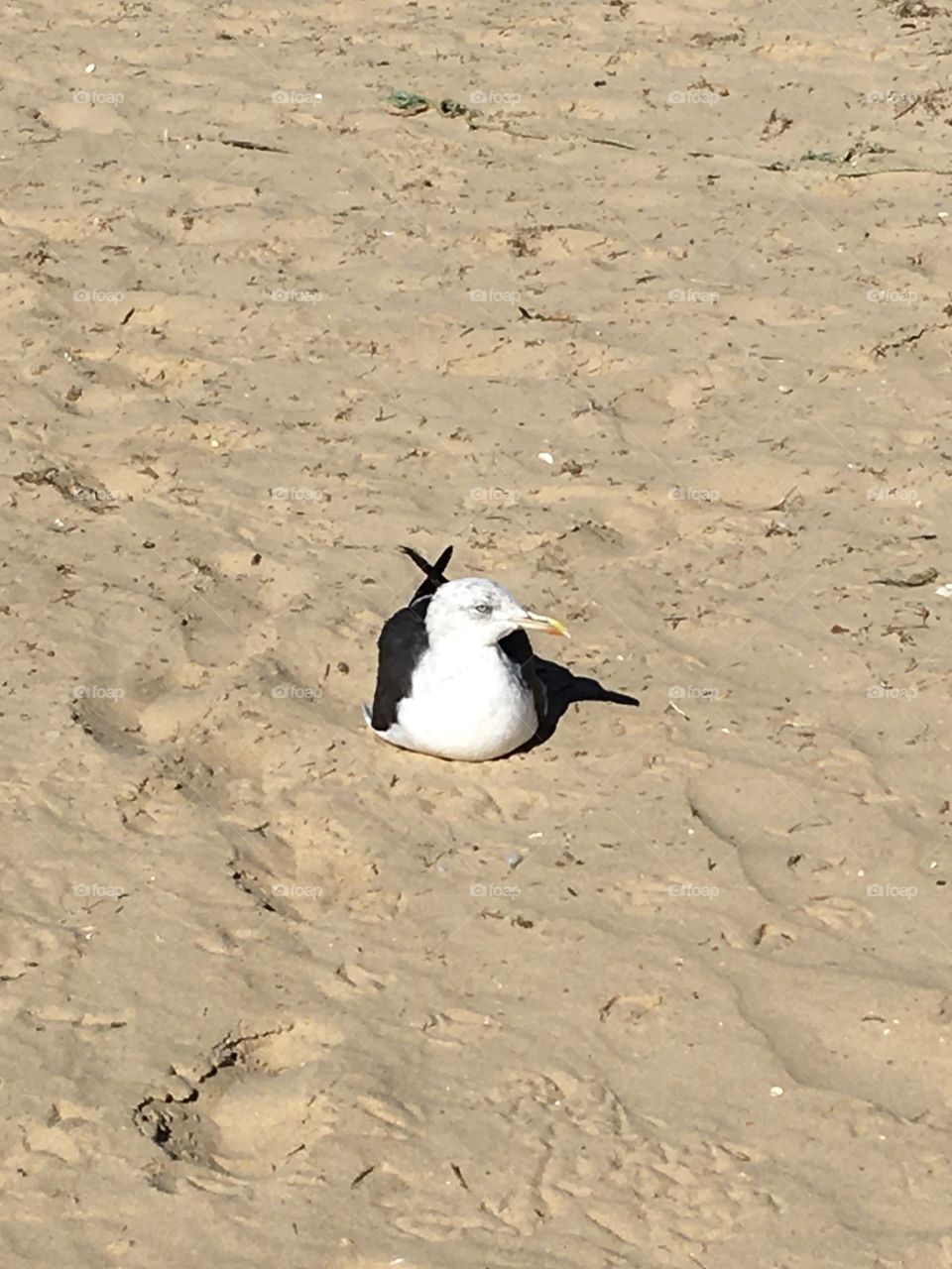 Seagull surveying on beach