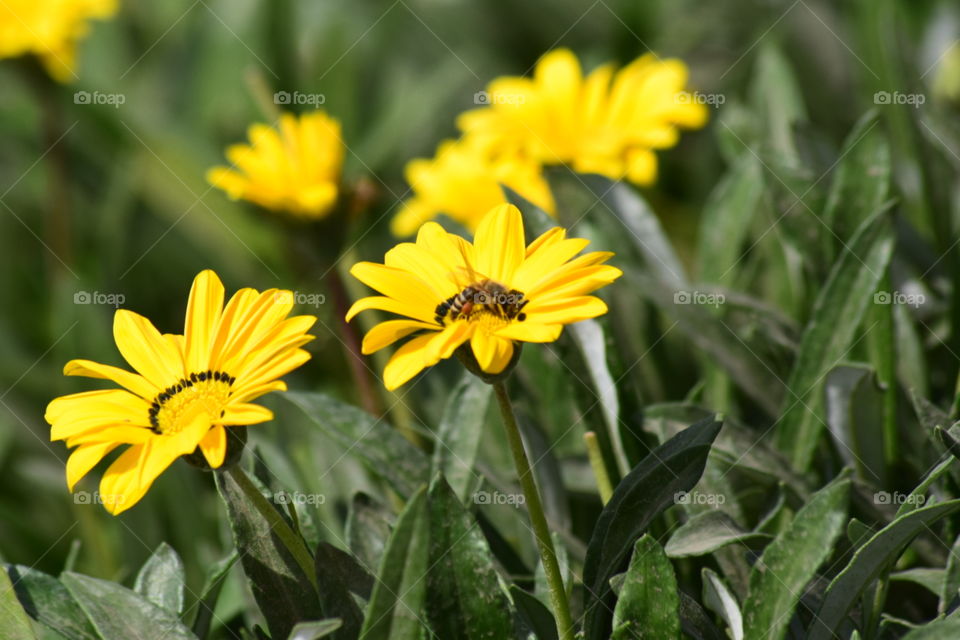 Bee and yellow flowers