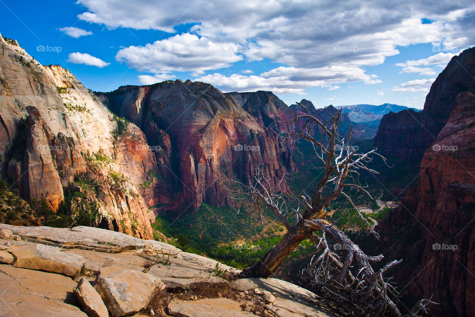 Beautiful landscape in Zion national park