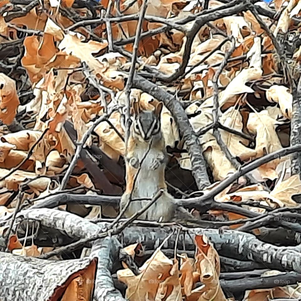 This little chipmunk waits for me to refill the bird feeder and water bucket. possibly displaced from all the fires in the area. It's sits on some tree branches we trimmed for fire safety.