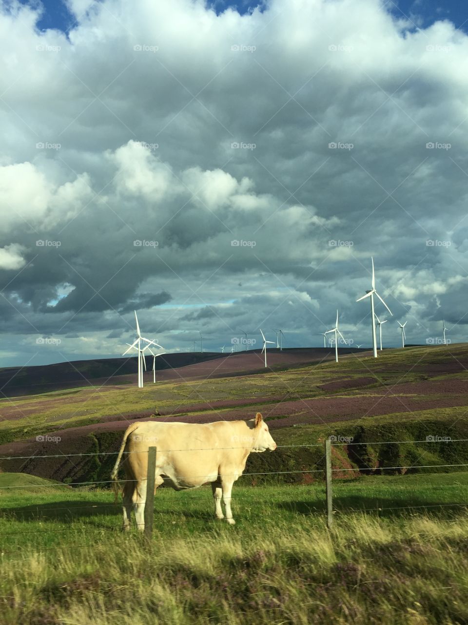 A cow and some windmills