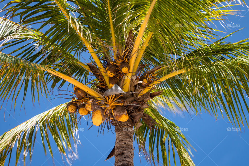 Palm Tree with Coconuts