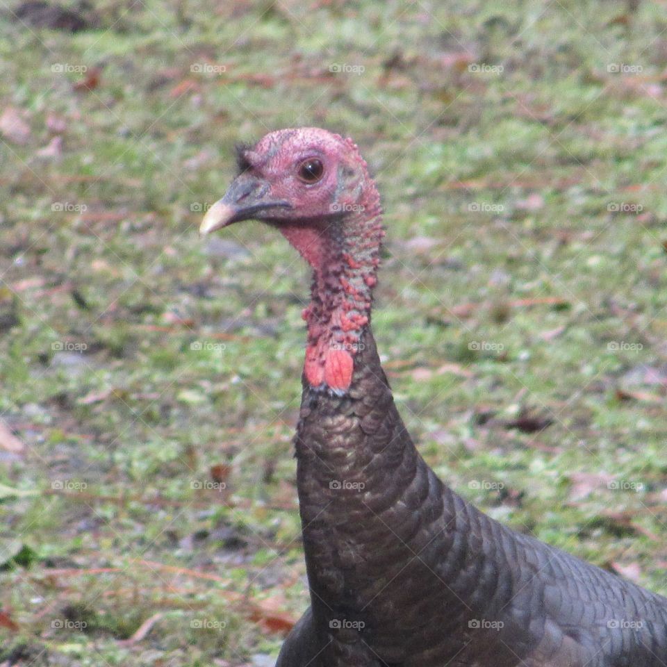 Portrait of a young wild Turkey watching me as I snap a shot of his red head