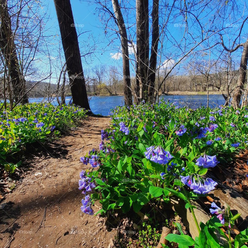 Bluebells along the trail to the river
