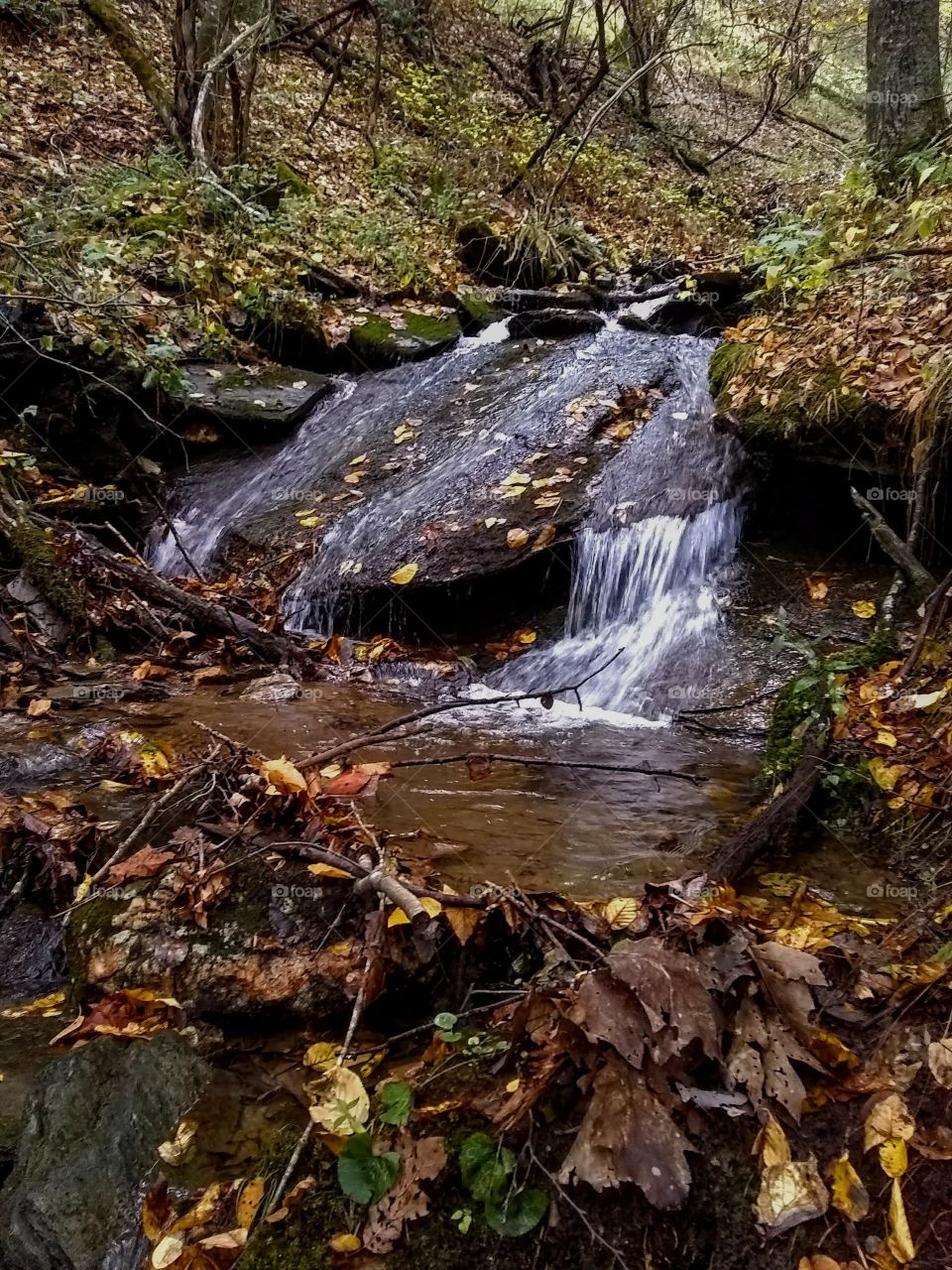Babbling stream in a forest with autumn leaves