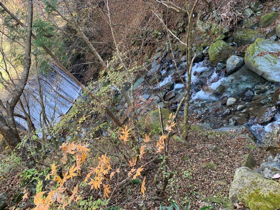 beautiful stream in the forest