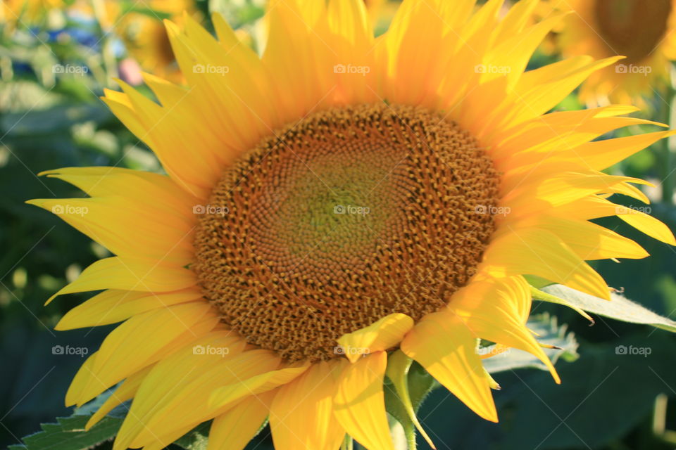 Sunflowers 