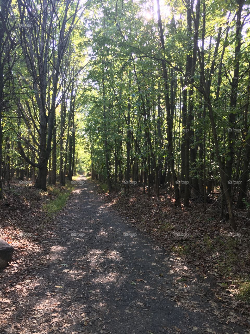 Woods walking path