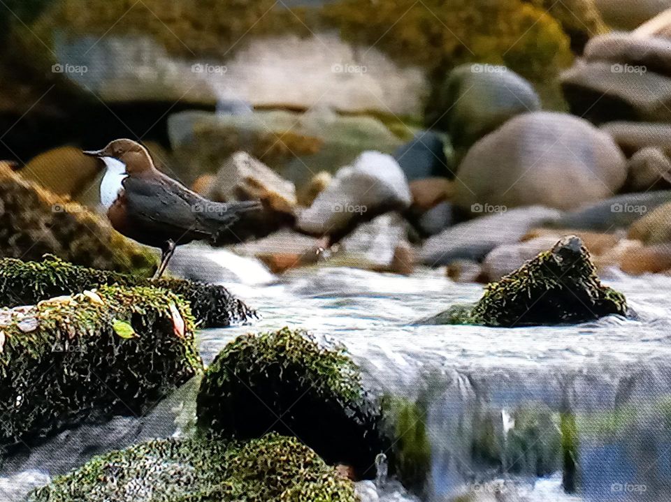 Bird in the middle of a waterfall