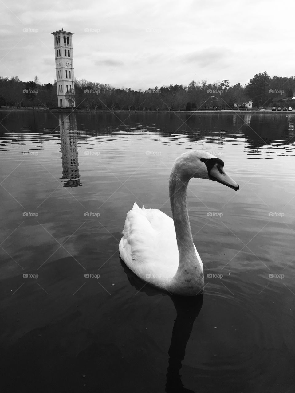 Serene swan in lake