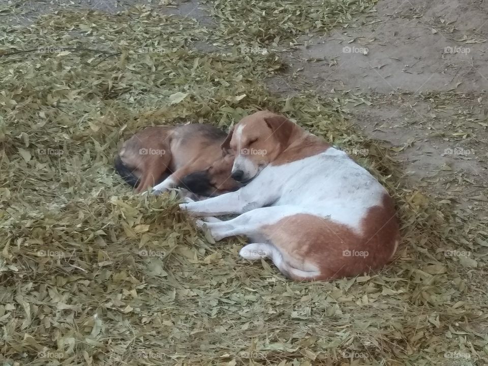 cleaned front of my house. Found dogs making a comfortable bed out of collected leaves.Winter