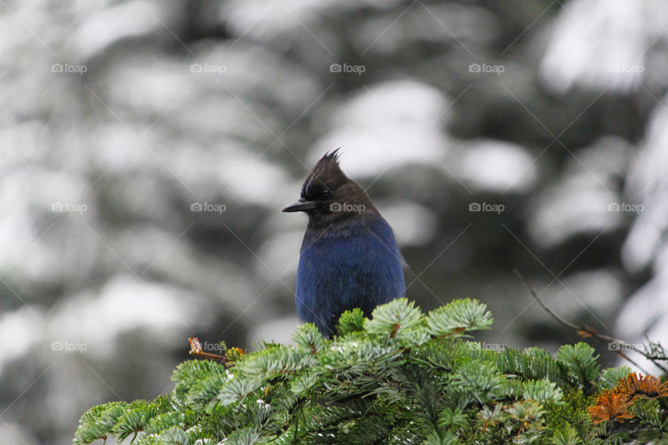 Blue bird sitting on pine tree in winter