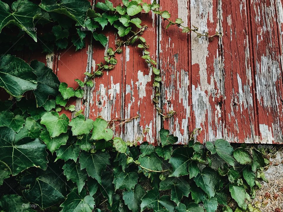 Lush green ivy climbing and growing on an old, weathered, paint chipped, red barn. 
