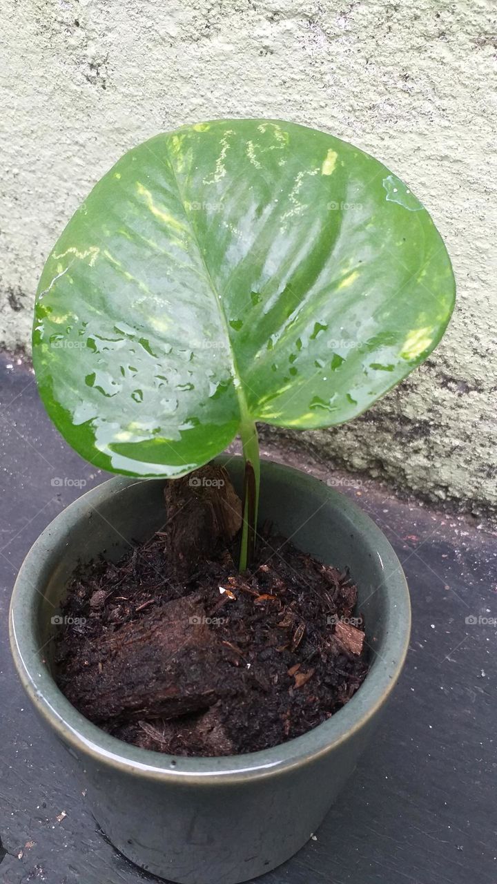 Money plant in a small pot