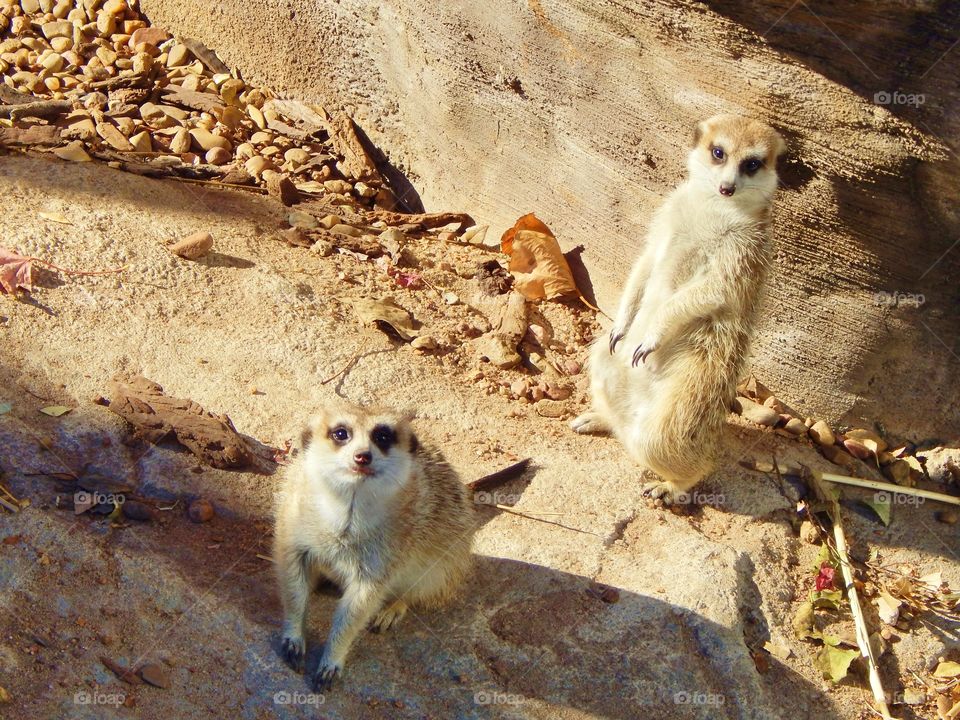 Whatcha doin meerkat?. Two curious meerkats