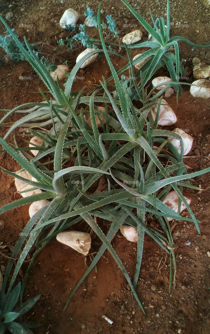 Up view of Aloe vera plant in garden#
Many vibrant Aloe vera evergreen plant
up in the air in tropical sunny day of 
summer season