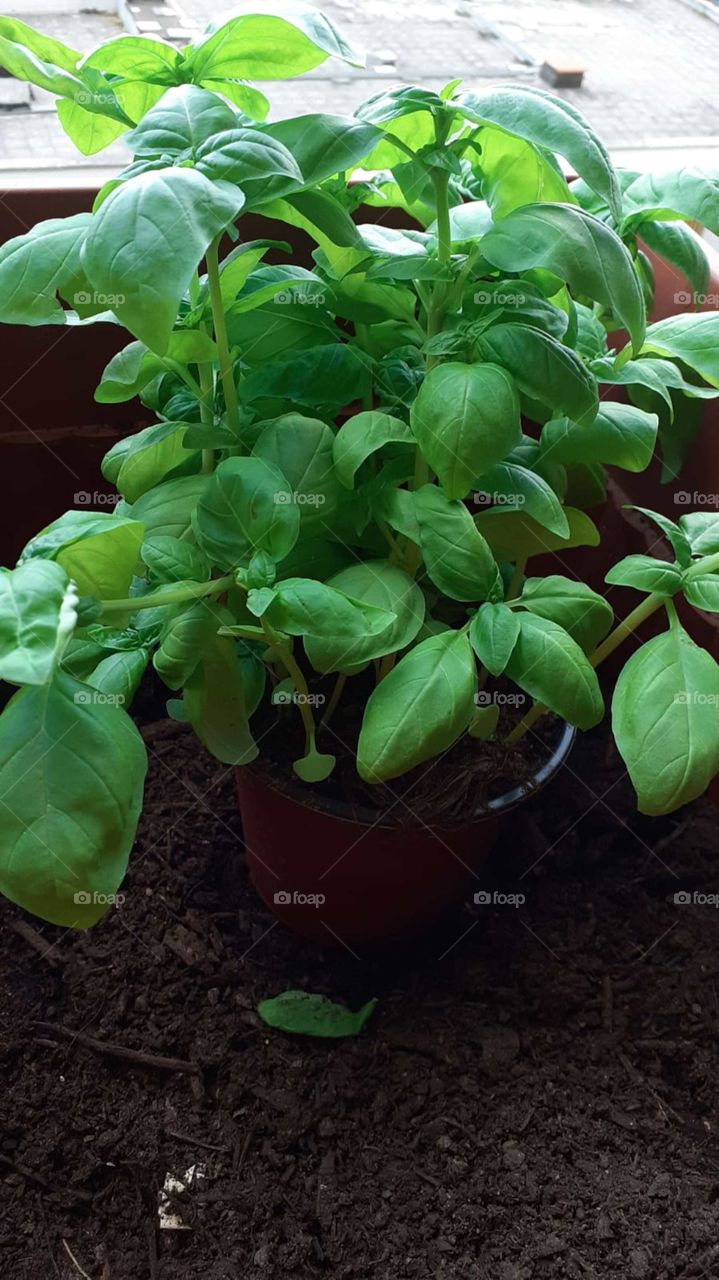 Manjericão, tempero 👏