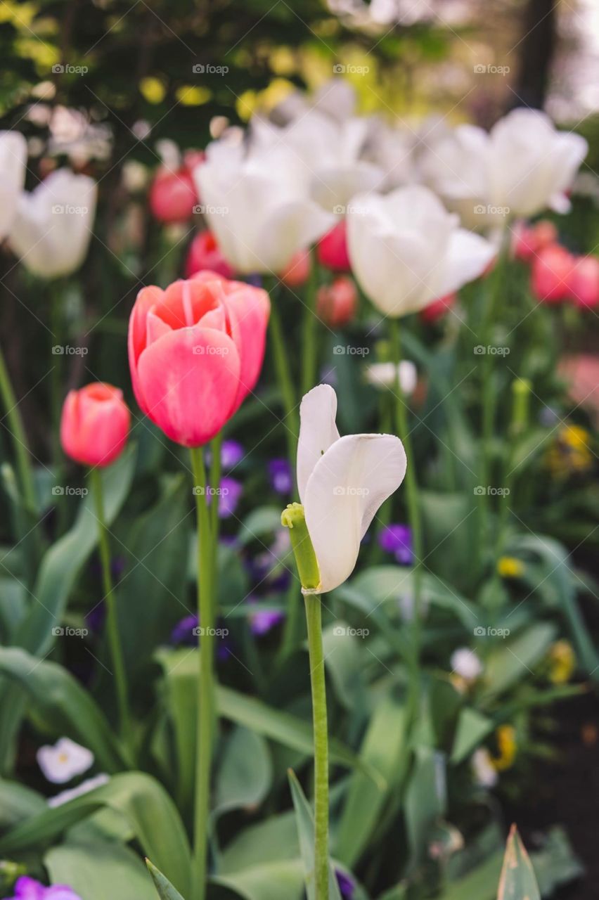 Pink and white and purple Flowers blooming in spring 