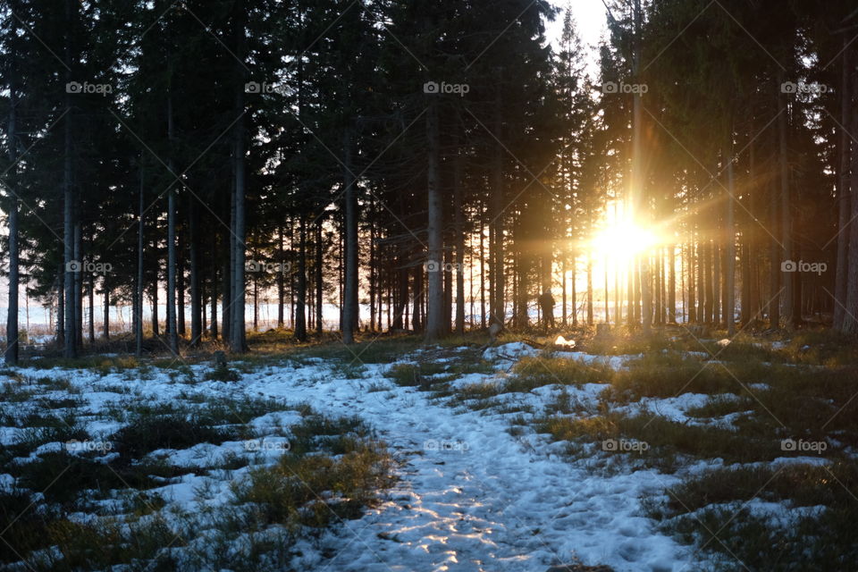 Sunlight shining through woods