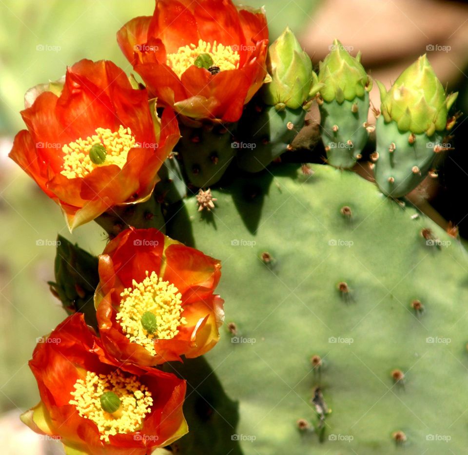 Prickly Pear Cactus Flowers