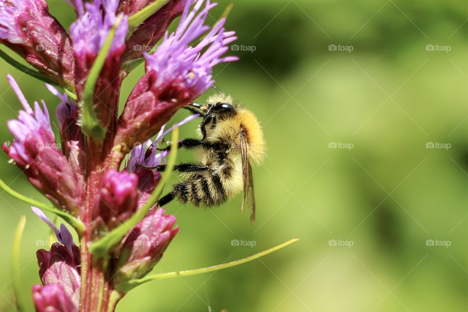 Honey bee on pink flower