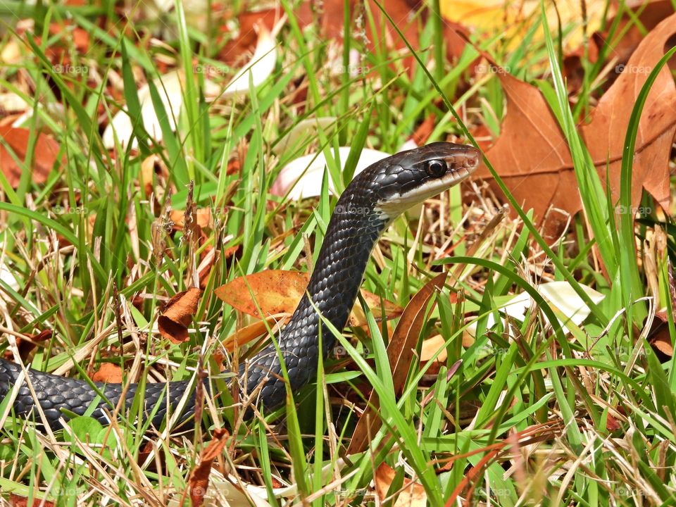 Black Racer, a no poison snake comes out from hibernation and is hunting for his first meal