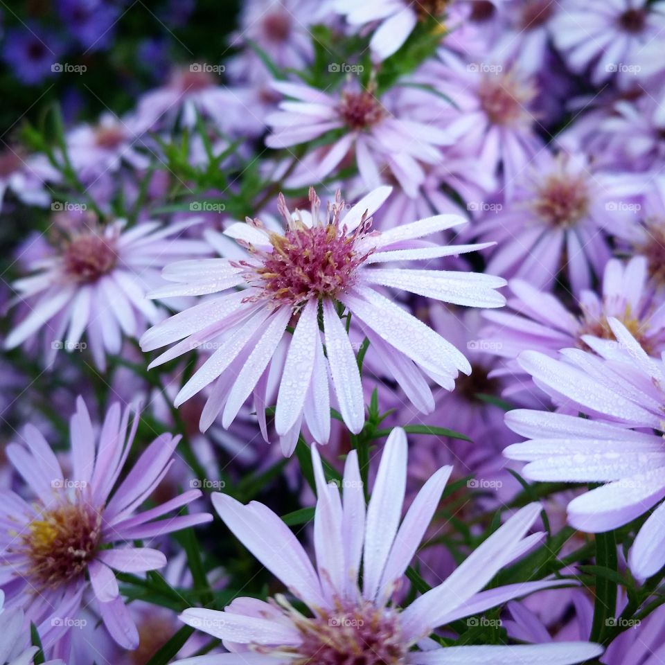 Flower field