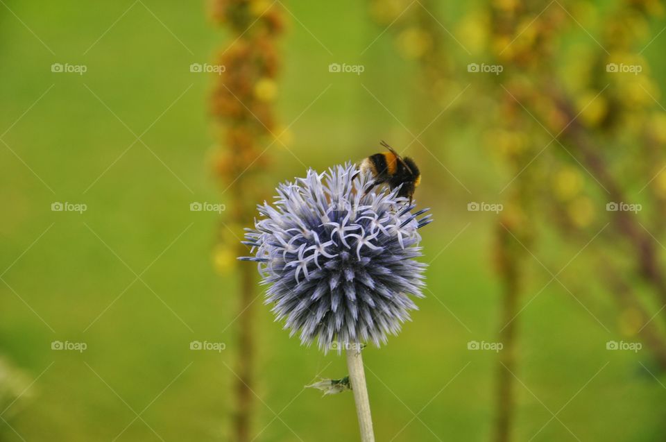 bee on violet flower