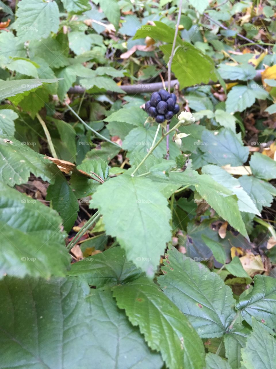 the last blackberry in the autumn forest