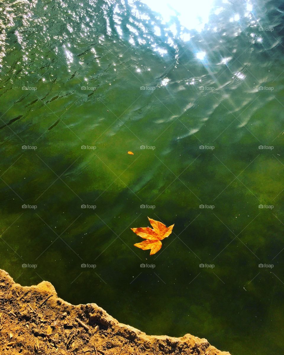 Autumn leaf 