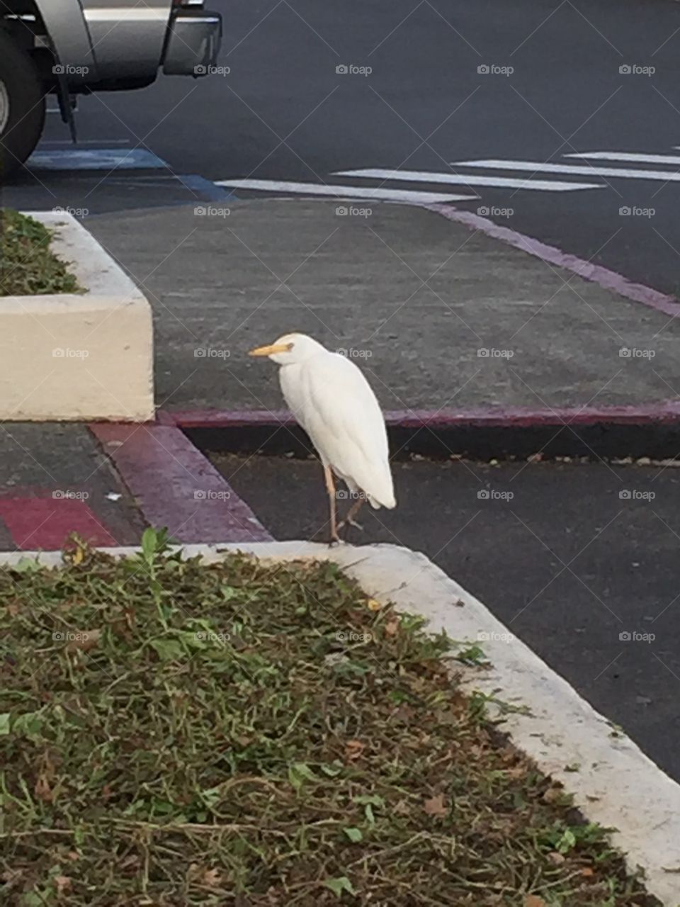 Suspicious Egret