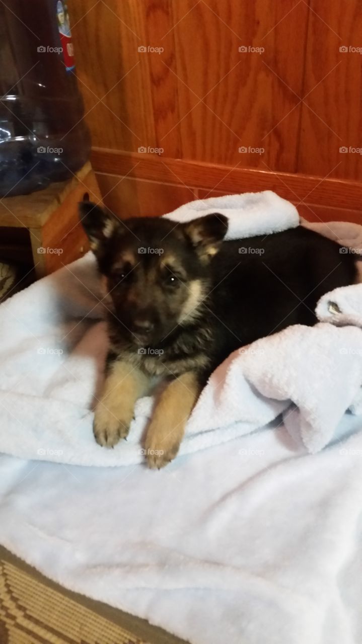 pup on a towel