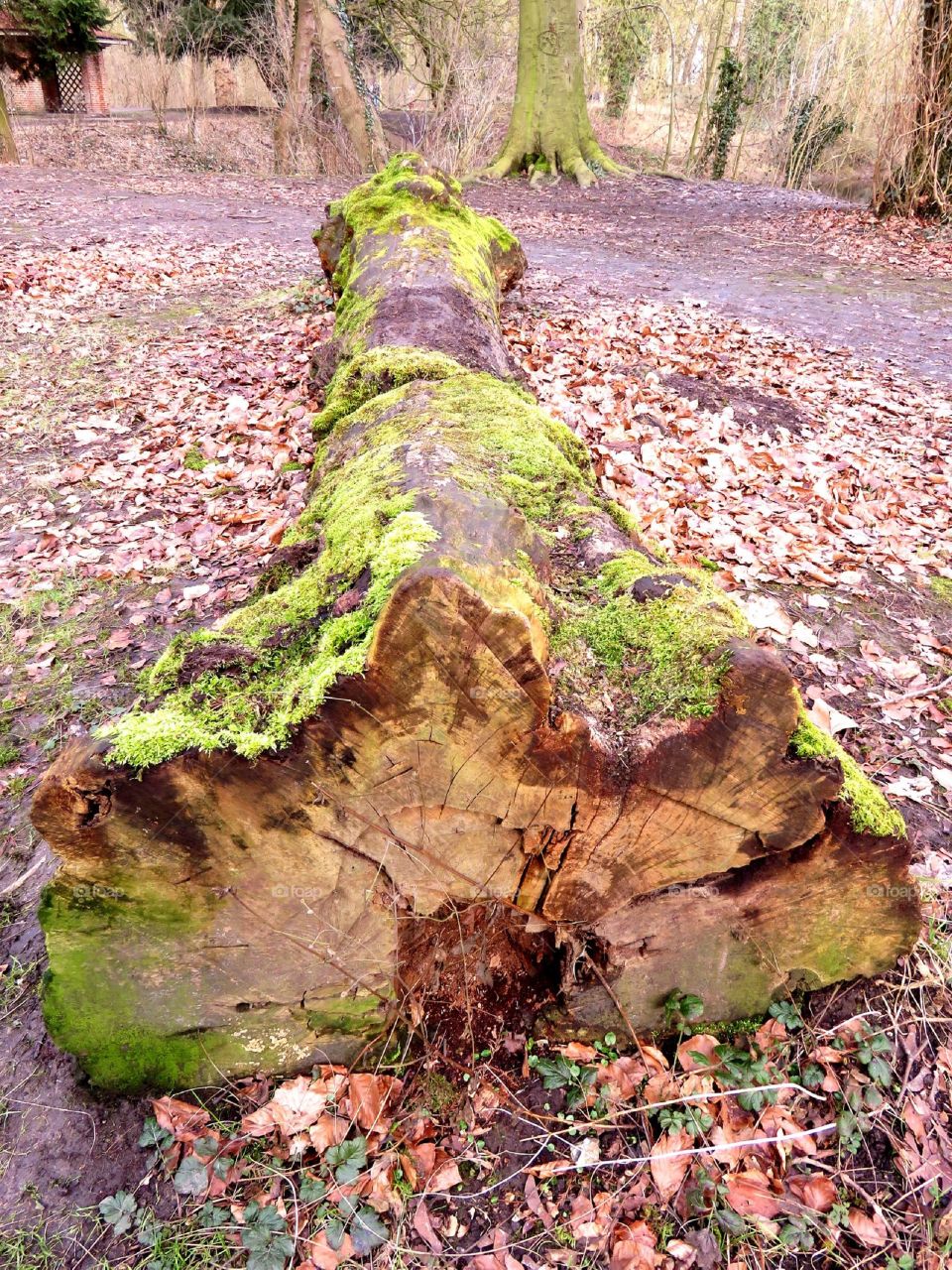 Moss on tree trunk