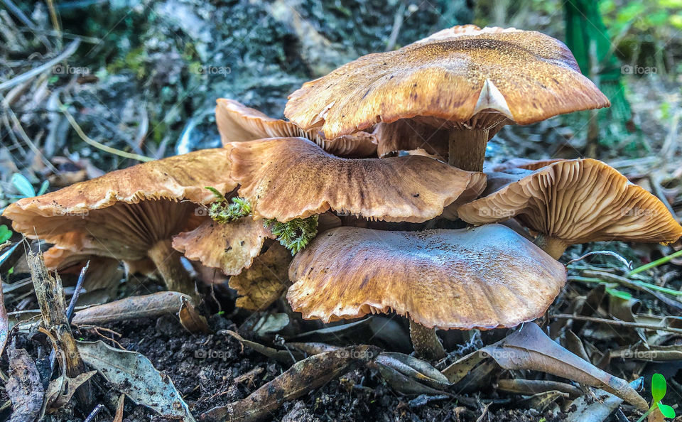 Physalacriaceae fungus, growing out of the leaf litter in the autumn woods