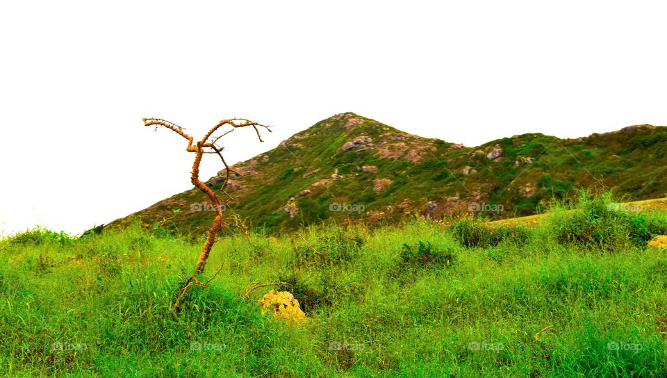 Tree with green grass