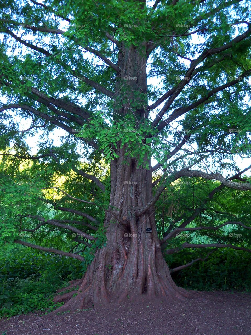 Tree in Arboretum
