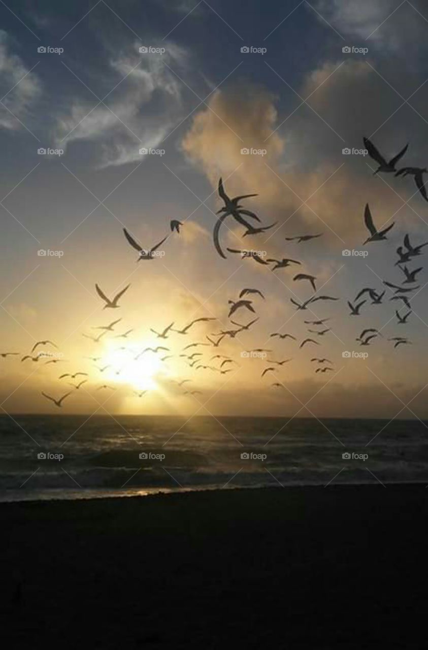 Birds decorating a beautiful sunset
