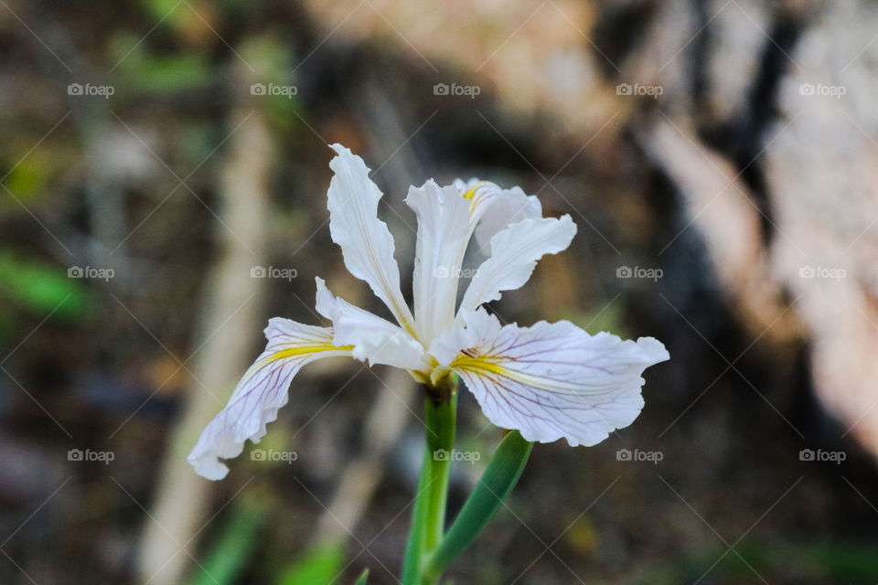 Sequoia National Park wildflower