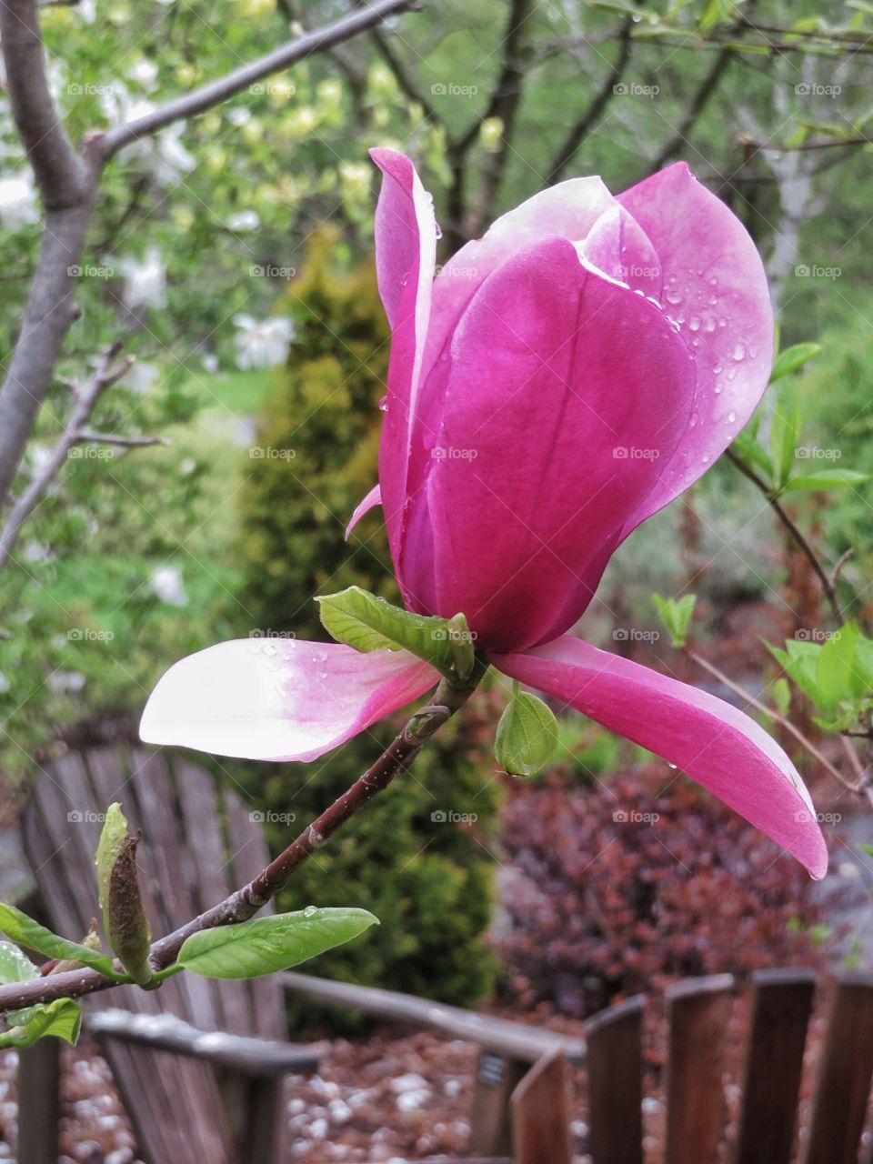 Magnolia 