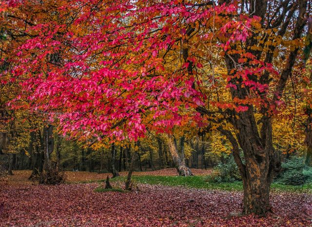 autumn red tree