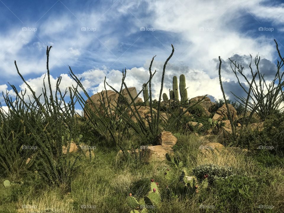 Nature Desert 