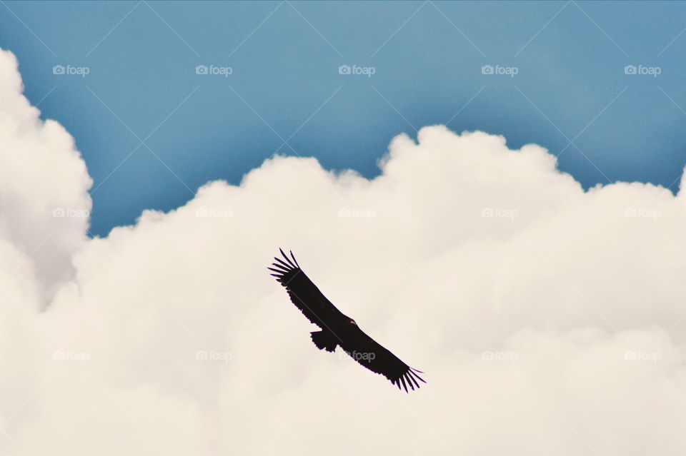 Vulture flying in sky