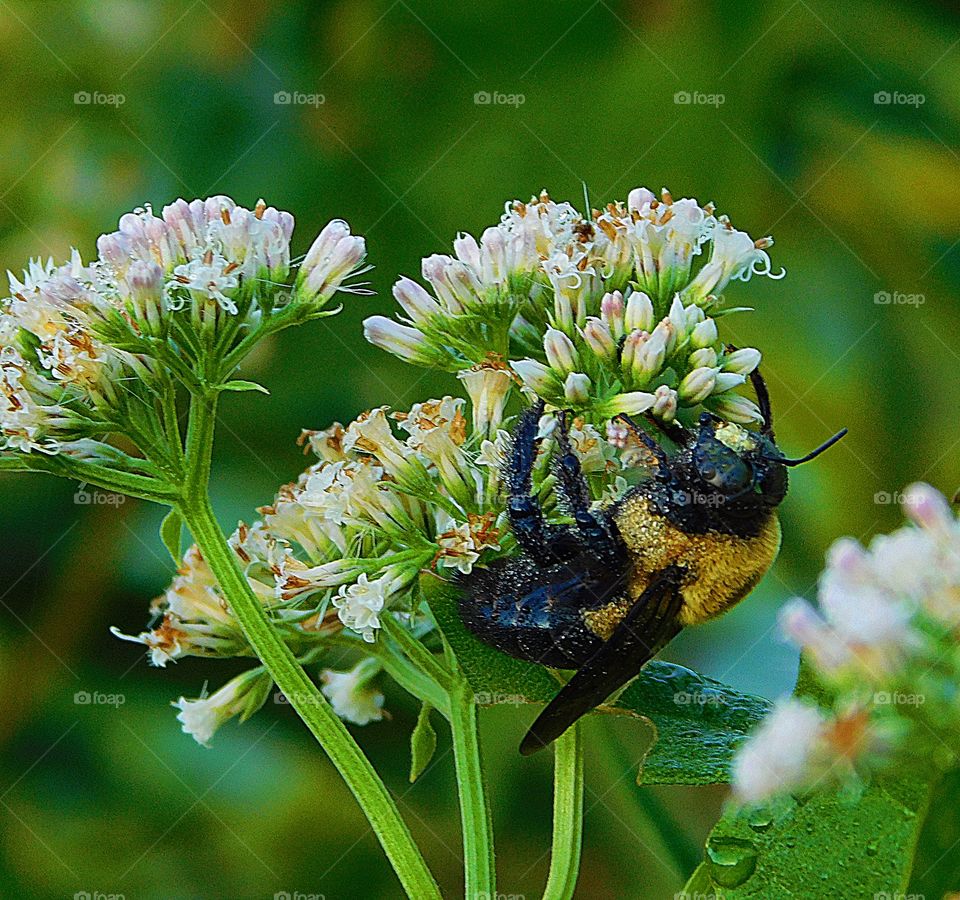 Flora and Fauna of 2019 Foap Missions - A bee is attached to a flower gathering pollen. Bees make excellent pollinators because most of their life is spent collecting pollen. 