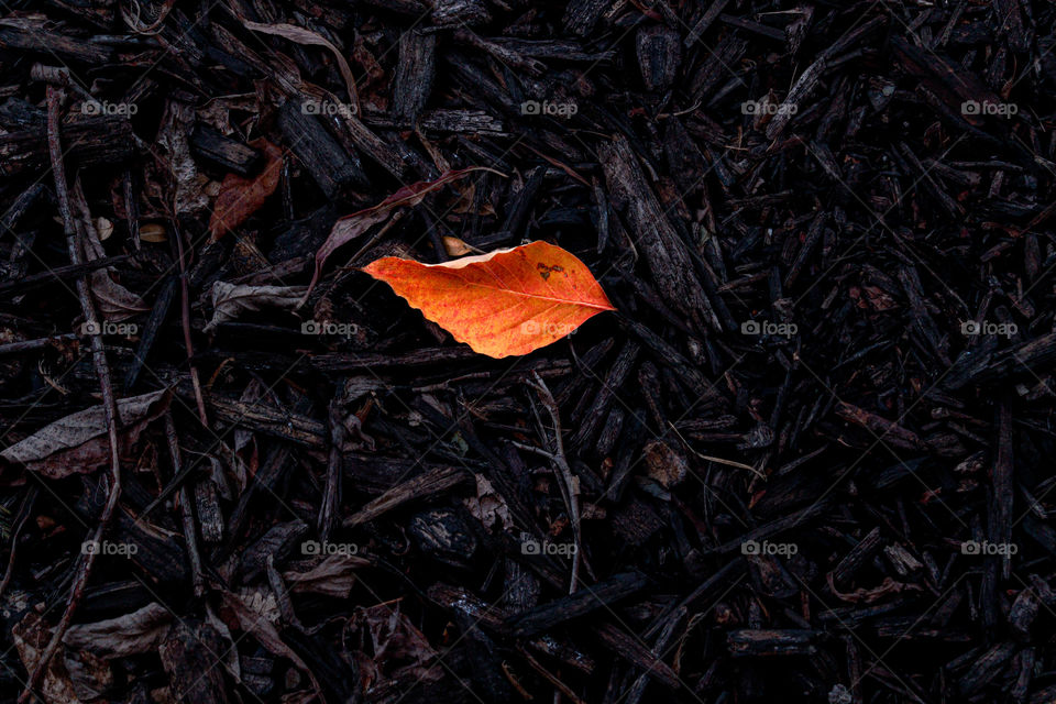 vibrant leaf on the ground
