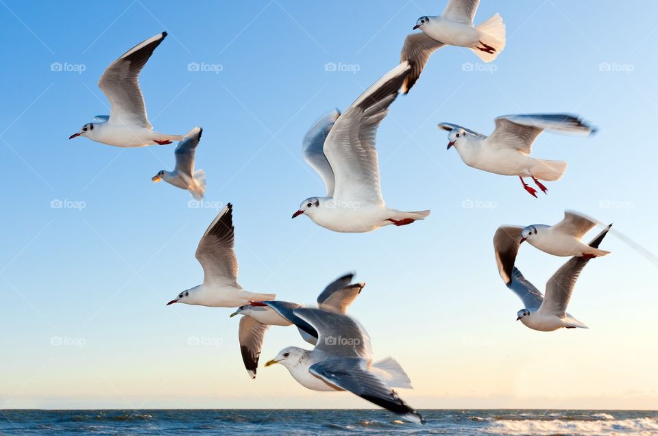birds flying