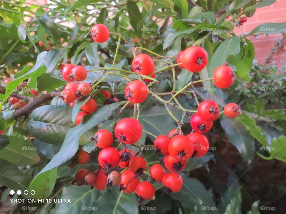 frutos rojos en arbusto.