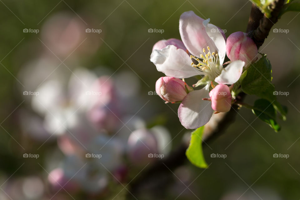 Cherry tree blossom, focus on a beautiful flower in sunlight 