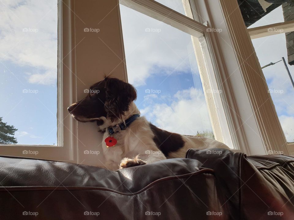 dog lying on back of sofa against rectangular window frame