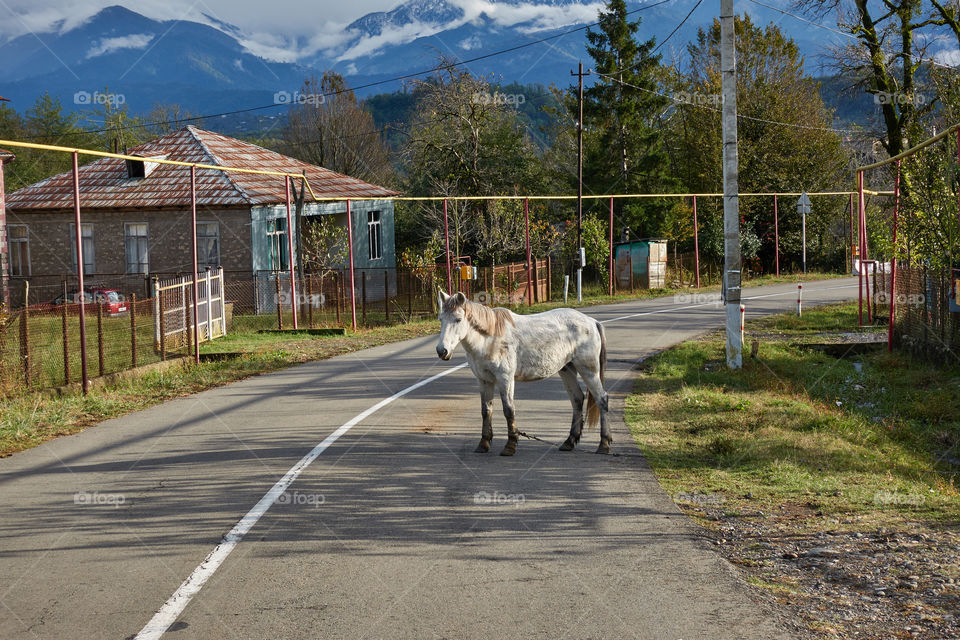 Guria, Georgia - October 27, 2018: White horse standing in the middle of the road in the coutryside of the Guria region in Western Georgia north of Ozurgeti. 